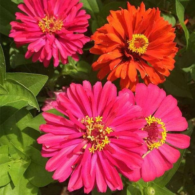 VibeX Zinnia Elegans Seed(50 per packet)