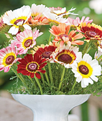 VibeX Chrysanthemum Seed(50 per packet)
