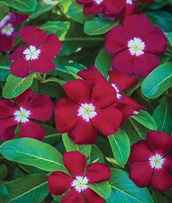 VibeX Vinca Seed(50 per packet)