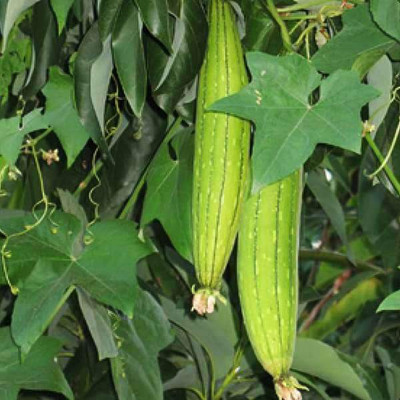 VibeX Sponge Gourd Seed(200 per packet)