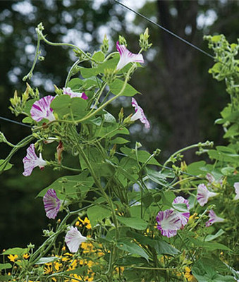 VibeX Morning Glory Seed(50 per packet)