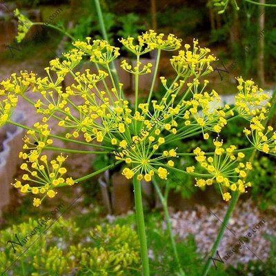 VibeX Dill Soya Seed(100 per packet)