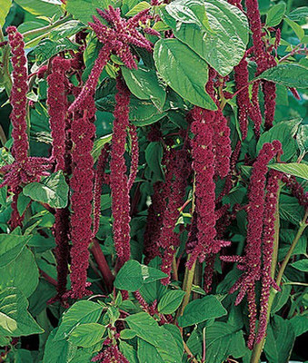 VibeX Amaranthus Seed(50 per packet)