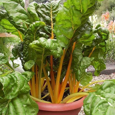 VibeX Swiss Chard Seed(1 per packet)