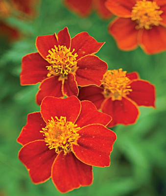 VibeX Marigold Seed(100 per packet)