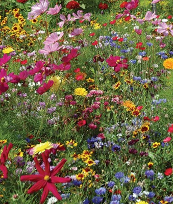 VibeX Calendula Seed(50 per packet)