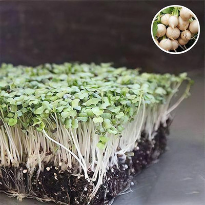 Biosnyg Turnip White - Microgreen Seeds-[100 Seeds] Seed(100 per packet)