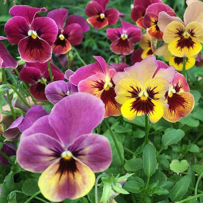VibeX Pansy Seed(50 per packet)