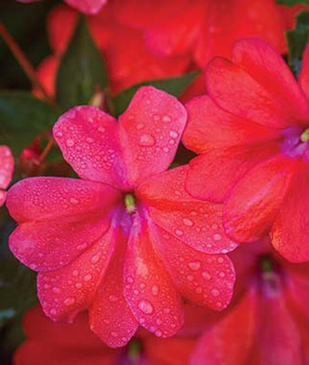 VibeX SpreadingImpatiens Seed(50 per packet)