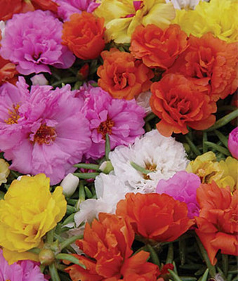 VibeX Portulaca Seed(50 per packet)