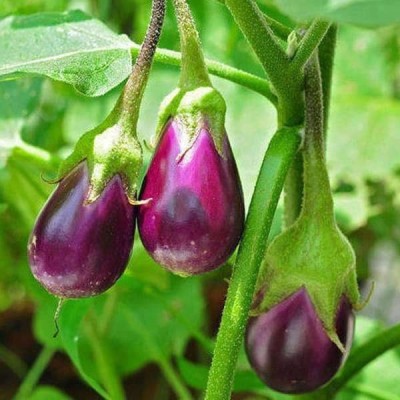 Biosnyg Brinjal F1 Hybrid Chu-Chu - Vegetable Seeds-[1gm Seeds] Seed(1 g)