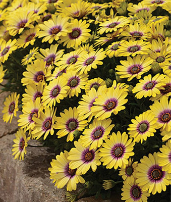 VibeX Osteospermum Seed(50 per packet)