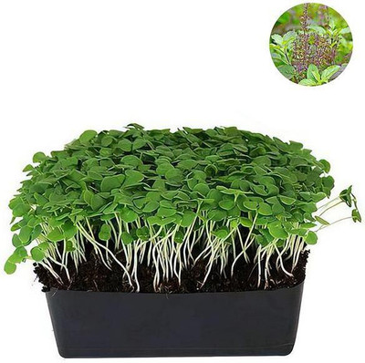VibeX Indian Basil Tukmeria - Microgreen Seeds Seed(1 per packet)