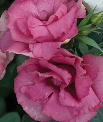 VibeX Lisianthus Seed(50 per packet)