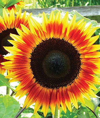 VibeX Sunflower Seed(50 per packet)