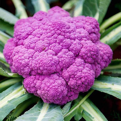 VibeX Cauliflower Seed(300 per packet)
