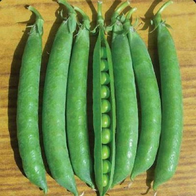 Biosnyg Peas Azad P 3 - Desi Vegetable Seeds-[100 Seeds] Seed(100 per packet)