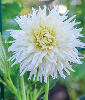 VibeX Dahlia Seed(50 per packet)