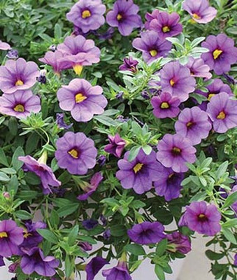 VibeX Calibrachoa Seed(50 per packet)