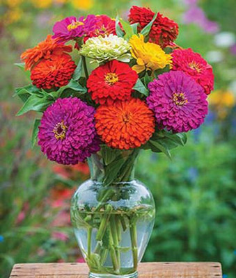 VibeX Zinnia Seed(50 per packet)