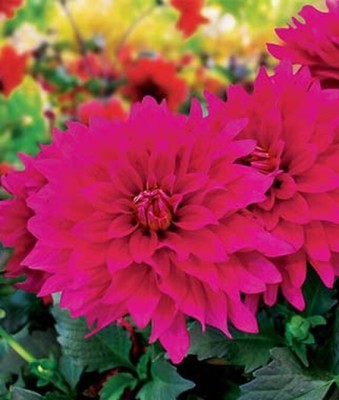 VibeX Dahlia Seed(50 per packet)