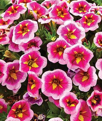 VibeX Calibrachoa Seed(50 per packet)
