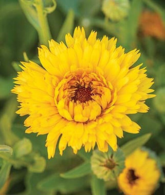 VibeX Calendula Seed(50 per packet)