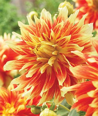 VibeX Dahlia Seed(50 per packet)