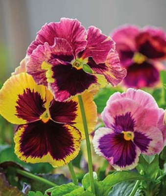 VibeX Pansy Seed(50 per packet)