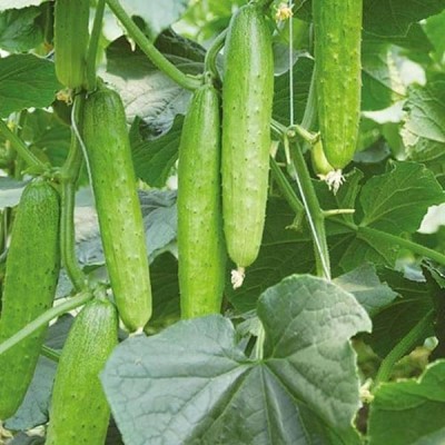 Biosnyg Cucumber F1 Hybrid Sultan - Vegetable Seeds-[5gm Seeds] Seed(5 g)