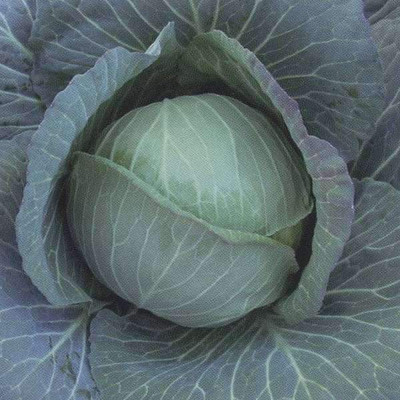 VibeX Cabbage Seed(1 per packet)