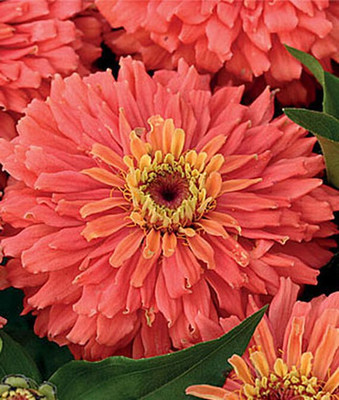 VibeX Zinnia Seed(50 per packet)