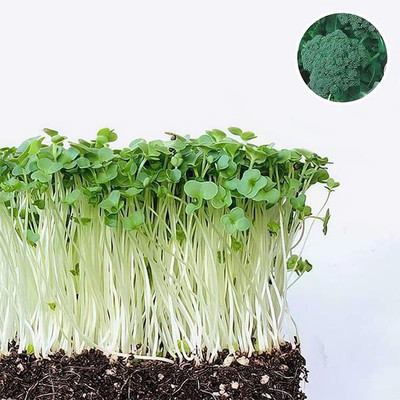 VibeX Broccoli Seed(1 per packet)
