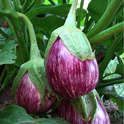 VibeX Brinjal Seed(1 per packet)