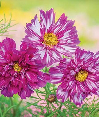 VibeX Cosmos Seed(50 per packet)