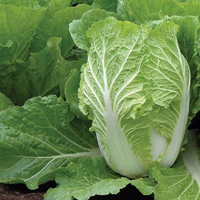 VibeX Cabbage Seed(100 per packet)