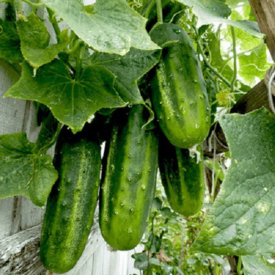VibeX Cucumber Beit Alpha Seed(100 per packet)