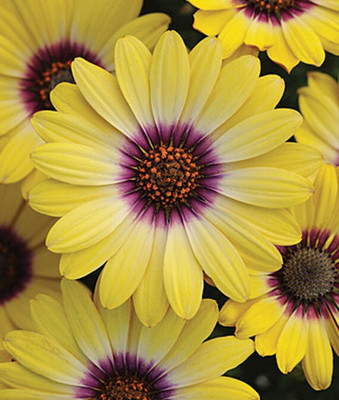 VibeX Osteospermum Seed(50 per packet)