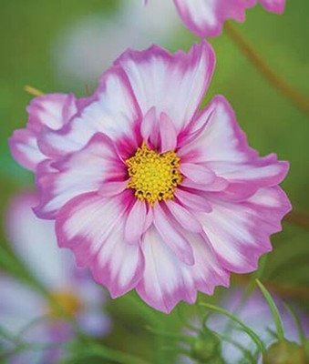 VibeX Cosmos Seed(50 per packet)