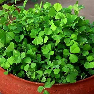 VibeX Methi Seed(5 per packet)