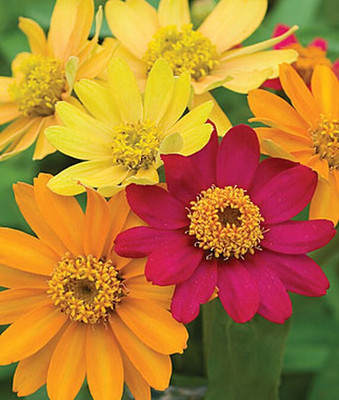 VibeX Zinnia Seed(50 per packet)