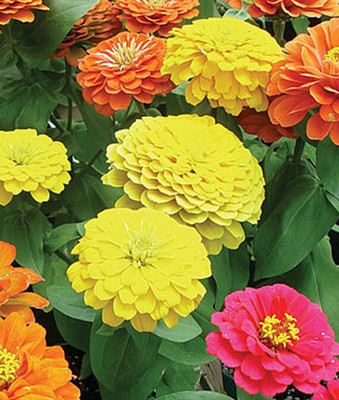 VibeX Zinnia Seed(50 per packet)
