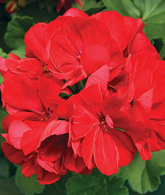 VibeX Geranium Seed(50 per packet)