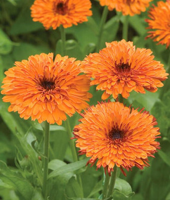 VibeX Calendula Seed(50 per packet)
