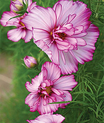 VibeX Cosmos Seed(50 per packet)