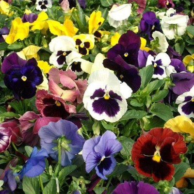 Biosnyg Pansy F1 Swiss Giant - Flower Seeds-[50 Seeds] Seed(50 per packet)