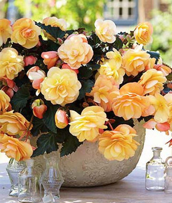 VibeX Begonia Seed(50 per packet)