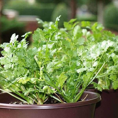 VibeX Coriander Seed(100 per packet)