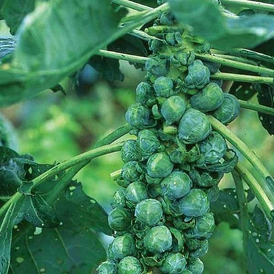 VibeX Brussel Sprout Seed(100 per packet)