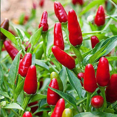 Biosnyg Hot Pepper Red Sampurna - Vegetable Seeds-[100 Seeds] Seed(100 per packet)